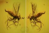 Fossil Fly (Diptera) In Baltic Amber #72225-1